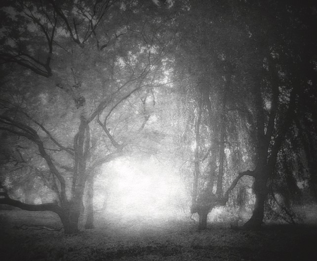 A dramatic black and white photo of wirey trees with a glowing light gleaming through them