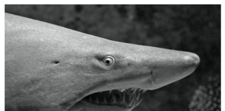 An image of the side profile of a shark
