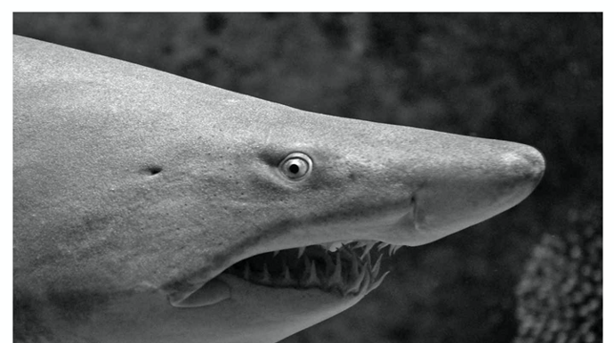 An image of the side profile of a shark