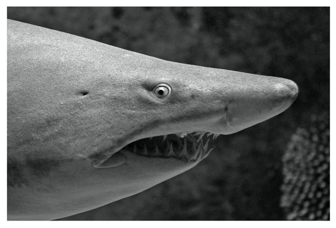 An image of the side profile of a shark