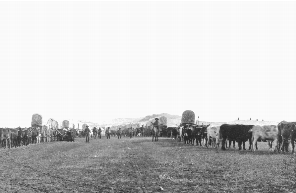 Bull trains in the foothills of the BlacK Hills